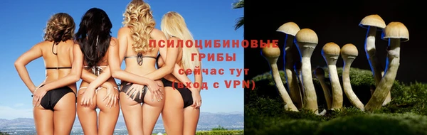 гашик Алексин