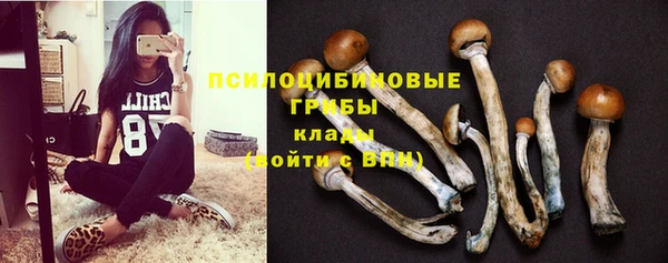 гашик Алексин